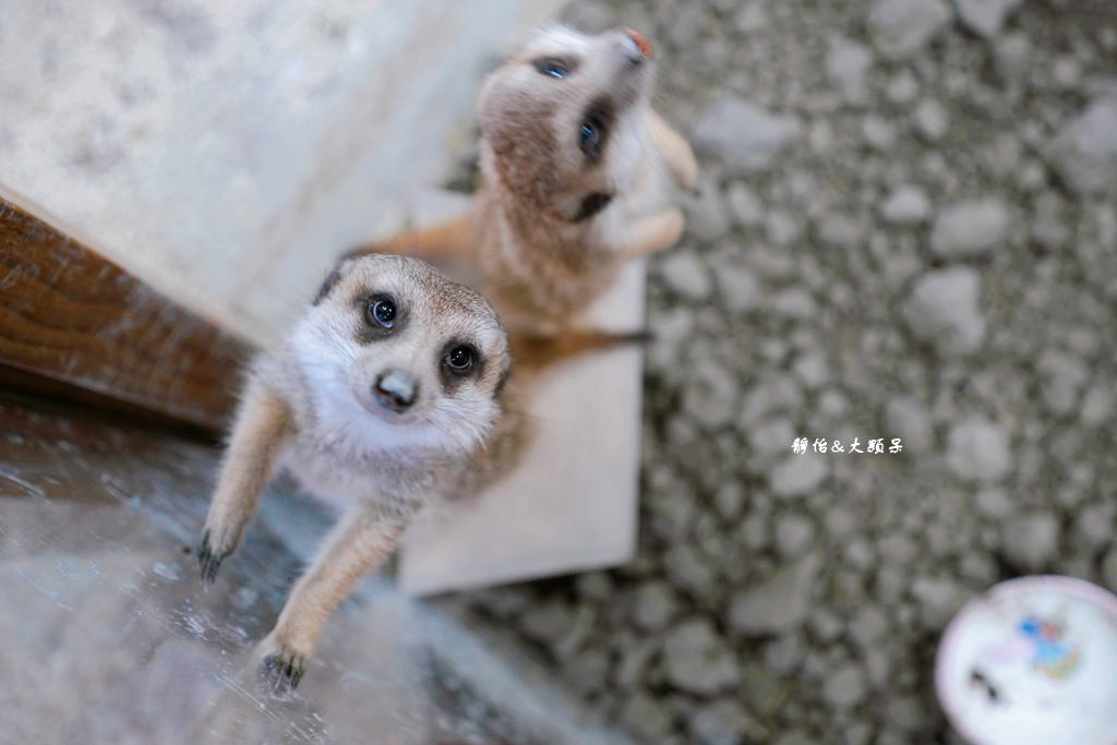 正實親子農場 ❙ 餵小動物、撿雞蛋、氣墊溜滑梯、沙坑，免費飼