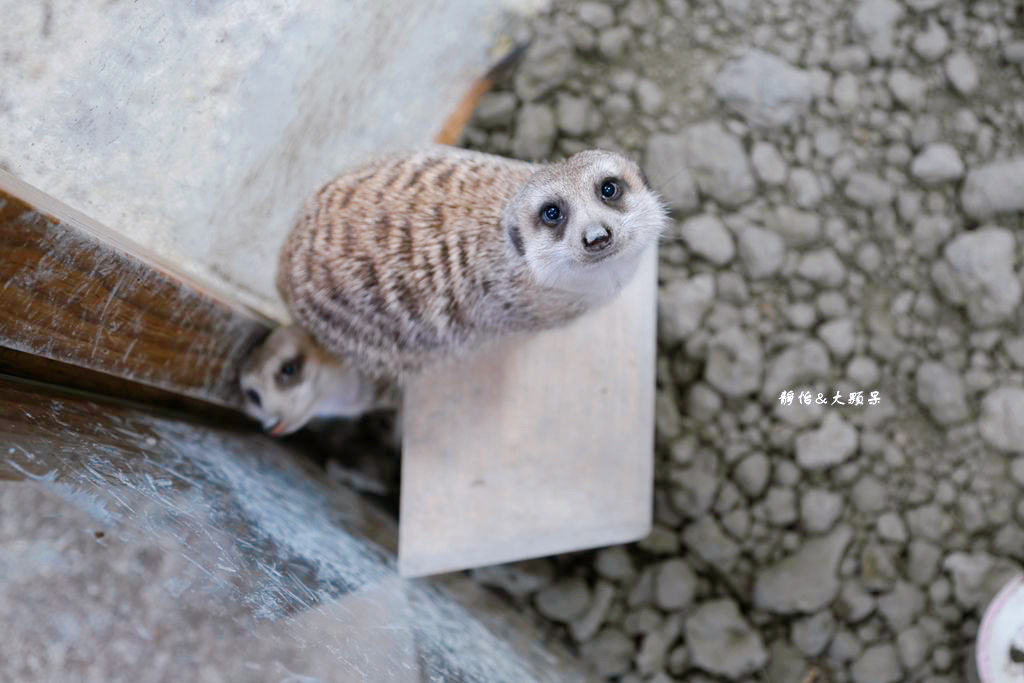 正實親子農場 ❙ 餵小動物、撿雞蛋、氣墊溜滑梯、沙坑，免費飼