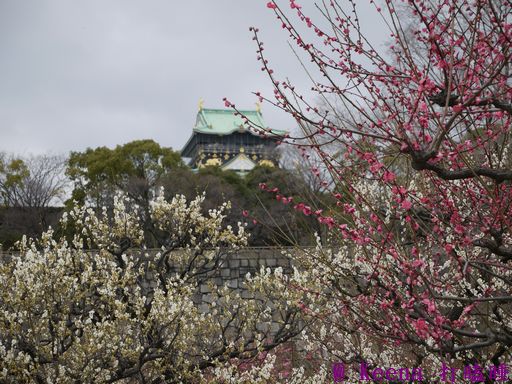 大阪遊 大阪城公園梅花滿開囉 Keena打瞌睡 痞客邦