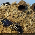 烏干達角金龜