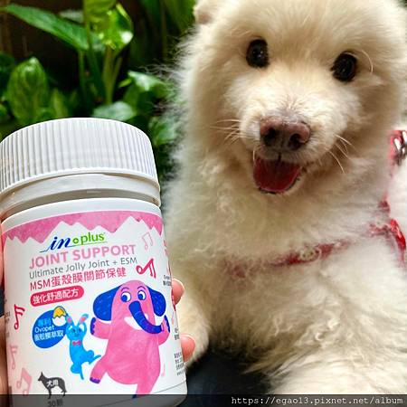 【寵物】IN-Plus評價大公開_想讓毛孩提升靈活度必買關節