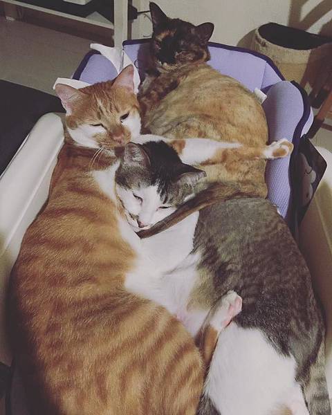 18057023_1516417081703170_3922359291309206917_n