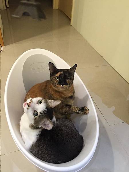 19275302_1579324335412444_5079392035614406407_n