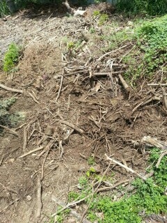 樹枝樹葉清除 (2).png 樹枝樹葉清除 (2).png