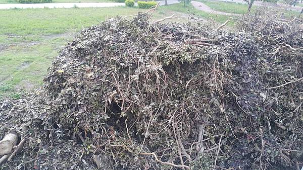 樹枝樹葉清除.jpg 樹枝樹葉清除.jpg