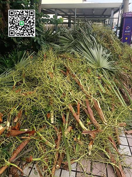 樹枝樹葉1.jpg 樹枝樹葉1.jpg