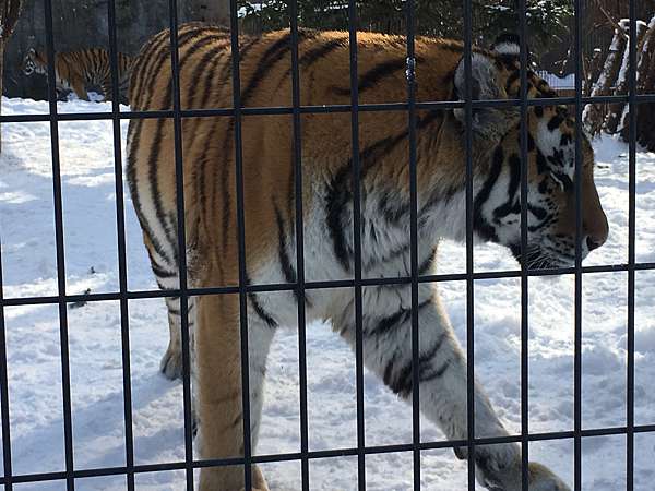 北海道 旭川 日本人氣第一的 旭山動物園 冬季限定 企鵝遊行 與北極熊 海豹 老虎好近喔 同場加映 旭川拉麵村 蛋寶趴趴go 痞客邦 北海道 旭川 日本人氣第一的 旭山動物園 冬季限定 企鵝遊行 與北極熊 海豹 老虎好近喔 同場加映 旭川拉麵村 蛋寶趴趴go 痞客邦