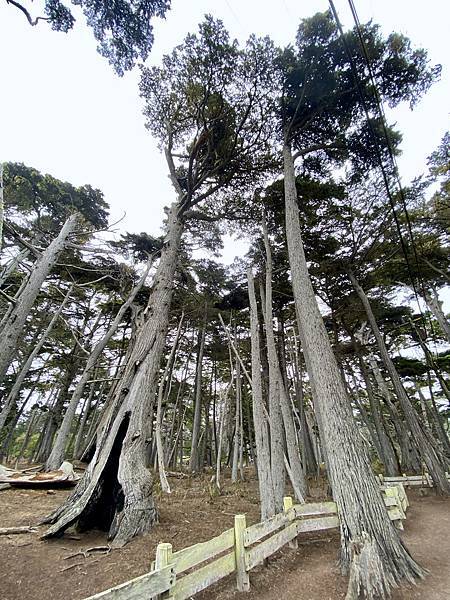 7725869A-6F2E-4C2F-9FF7-CD3B62A9CF5C_1_201_a.jpeg 7725869A-6F2E-4C2F-9FF7-CD3B62A9CF5C_1_201_a.jpeg