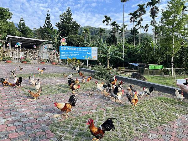 [台南旅遊景點] 楠西梅嶺兩天一夜 梅酒DIY 螢火蟲季 神