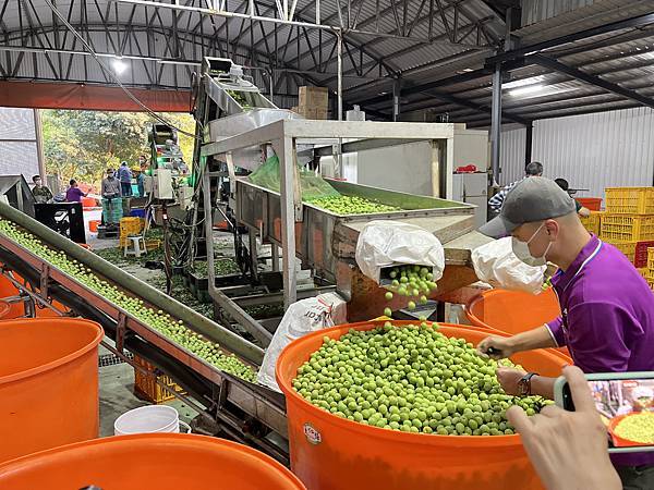 [台南旅遊景點] 楠西梅嶺兩天一夜 梅酒DIY 螢火蟲季 神