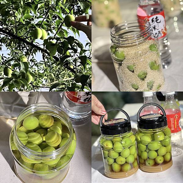 [台南旅遊景點] 楠西梅嶺兩天一夜 梅酒DIY 螢火蟲季 神