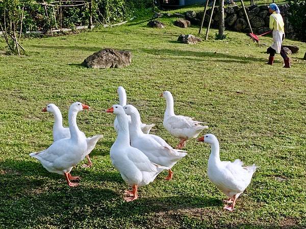 [台南旅遊景點] 楠西梅嶺兩天一夜 梅酒DIY 螢火蟲季 神