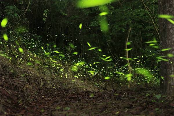 [台南旅遊景點] 楠西梅嶺兩天一夜 梅酒DIY 螢火蟲季 神