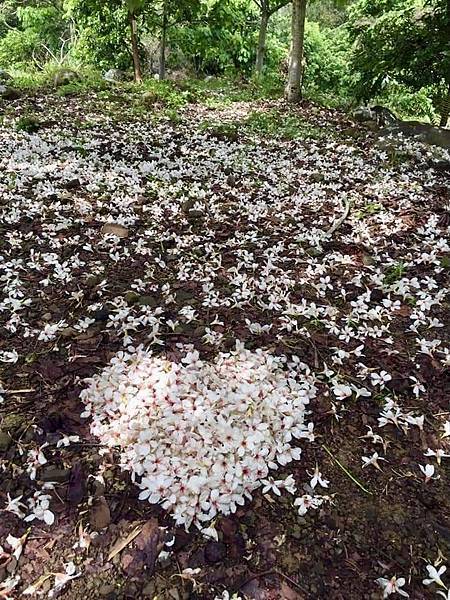 [台南旅遊景點] 楠西梅嶺兩天一夜 梅酒DIY 螢火蟲季 神