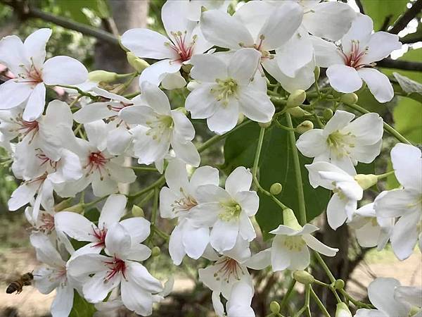 [台南旅遊景點] 楠西梅嶺兩天一夜 梅酒DIY 螢火蟲季 神