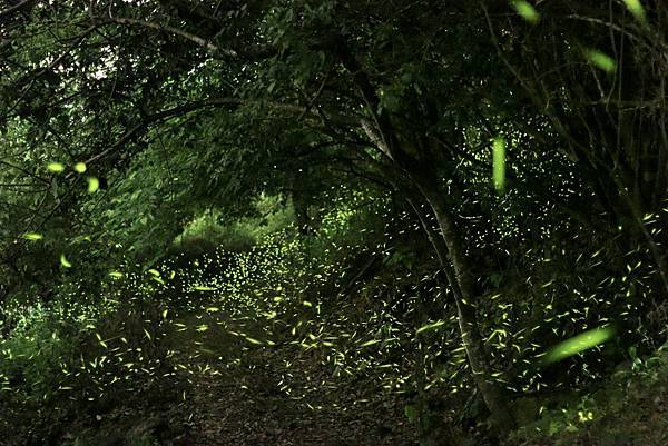 [台南旅遊景點] 楠西梅嶺兩天一夜 梅酒DIY 螢火蟲季 神