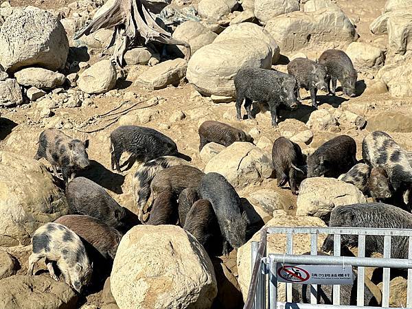 6B949B77-E78F-469E-90D5-3BA7CF9BB5A8_1_201_a.jpeg 6B949B77-E78F-469E-90D5-3BA7CF9BB5A8_1_201_a.jpeg