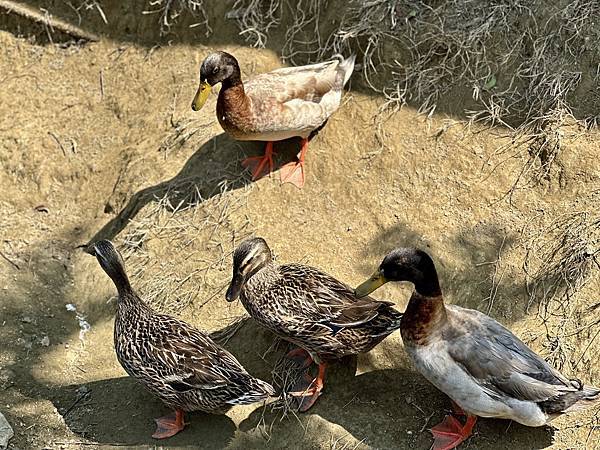 [台南美食] 水瀬閣 水上木屋景觀海鮮餐廳美食 #安南區美食