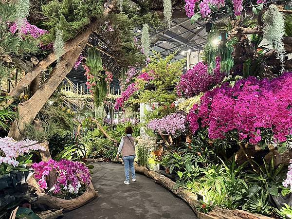 [台南蘭展] 2025亞太蘭花會議暨臺灣國際蘭展 20大精彩