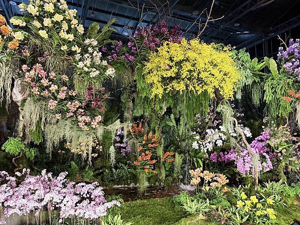 [台南蘭展] 2025亞太蘭花會議暨臺灣國際蘭展 20大精彩