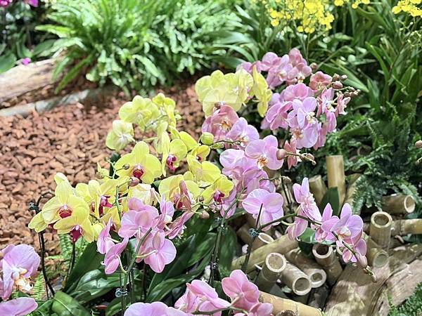 [台南蘭展] 2025亞太蘭花會議暨臺灣國際蘭展 20大精彩