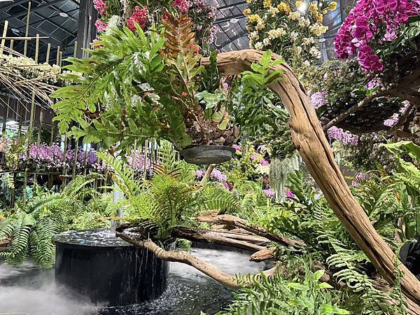 [台南蘭展] 2025亞太蘭花會議暨臺灣國際蘭展 20大精彩