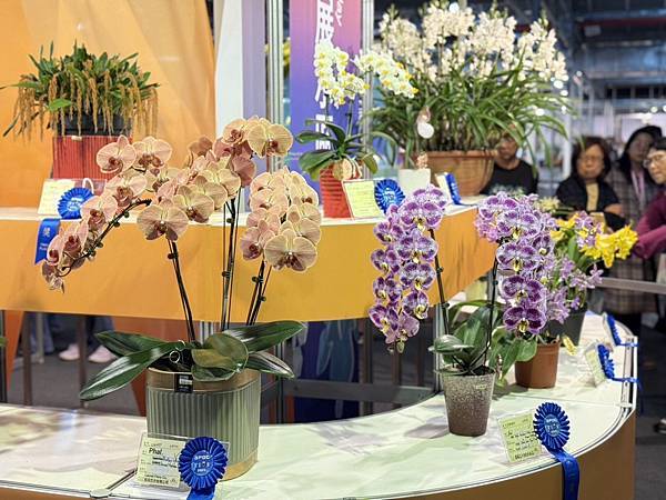 [台南蘭展] 2025亞太蘭花會議暨臺灣國際蘭展 20大精彩