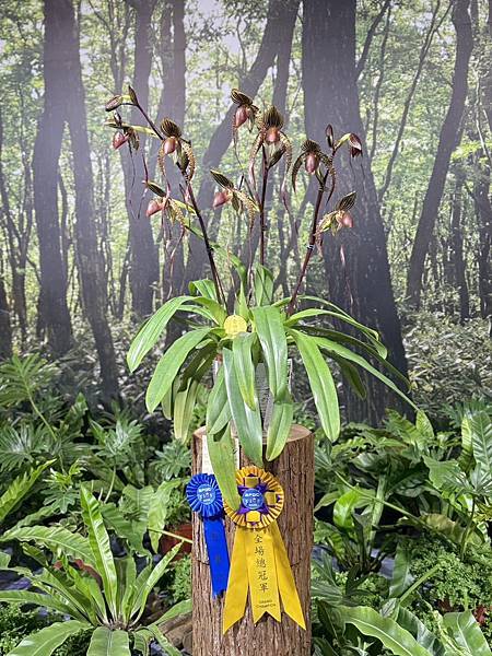 [台南蘭展] 2025亞太蘭花會議暨臺灣國際蘭展 20大精彩