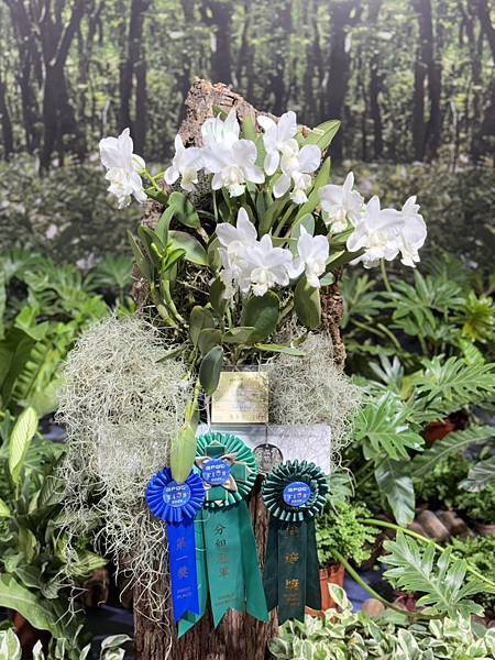 [台南蘭展] 2025亞太蘭花會議暨臺灣國際蘭展 20大精彩