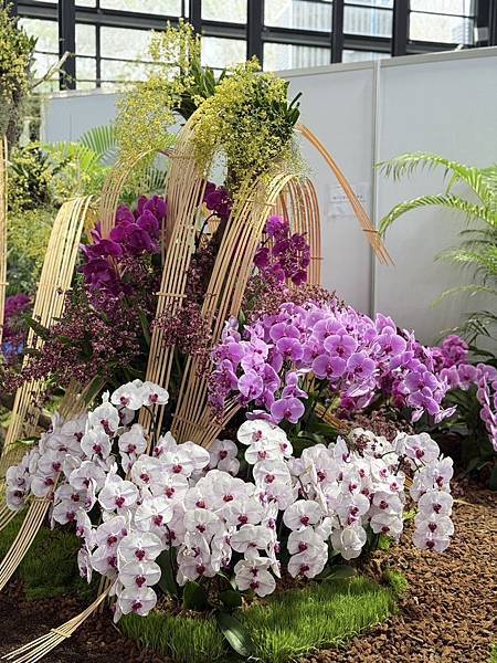 [台南蘭展] 2025亞太蘭花會議暨臺灣國際蘭展 20大精彩