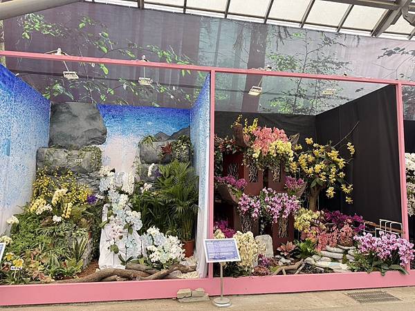[台南蘭展] 2025亞太蘭花會議暨臺灣國際蘭展 20大精彩