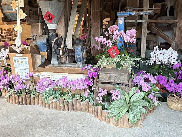 [台南蘭展] 2025亞太蘭花會議暨臺灣國際蘭展 20大精彩