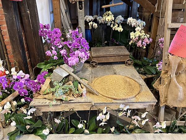 [台南蘭展] 2025亞太蘭花會議暨臺灣國際蘭展 20大精彩