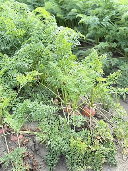 [台南旅遊] 2025將軍區紅蘿蔔木棉爭鮮搶豔同樂會 #將軍