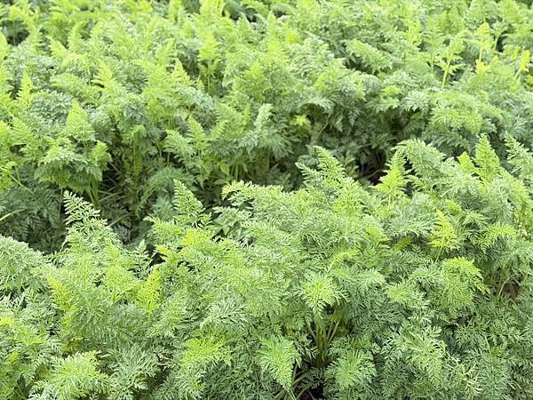 [台南旅遊] 2025將軍區紅蘿蔔木棉爭鮮搶豔同樂會 #將軍