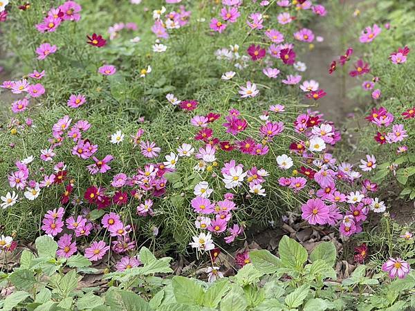 [台南旅遊] 2025將軍區紅蘿蔔木棉爭鮮搶豔同樂會 #將軍