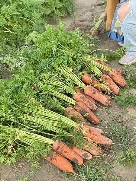 [台南旅遊] 2025將軍區紅蘿蔔木棉爭鮮搶豔同樂會 #將軍