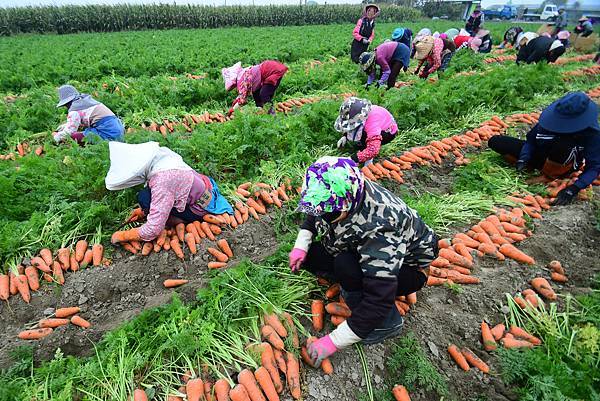 [台南旅遊] 2025將軍區紅蘿蔔木棉爭鮮搶豔同樂會 #將軍