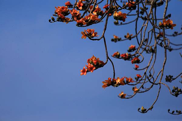 [台南旅遊] 2025將軍區紅蘿蔔木棉爭鮮搶豔同樂會 #將軍