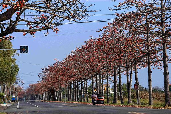 [台南旅遊] 2025將軍區紅蘿蔔木棉爭鮮搶豔同樂會 #將軍