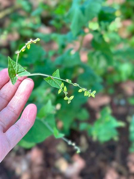 LINE_ALBUM_黃金蕎麥_250424_5.jpg LINE_ALBUM_黃金蕎麥_250424_5.jpg