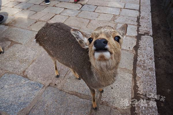 Nara37.jpg