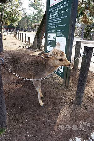 Nara40.jpg