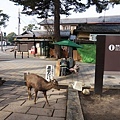 Nara27.jpg