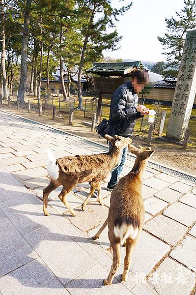 Nara53.jpg