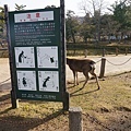 Nara58.jpg