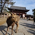 Nara60.jpg