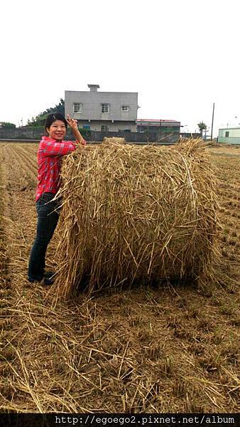 稻草甜心捲