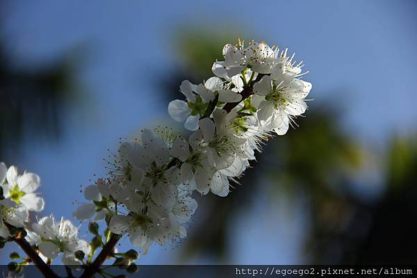 李花