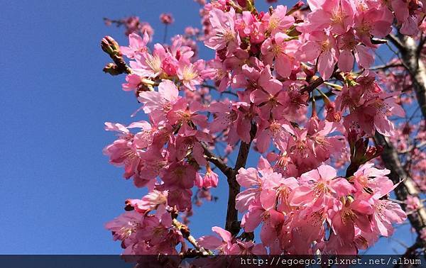 阿里山石棹櫻花